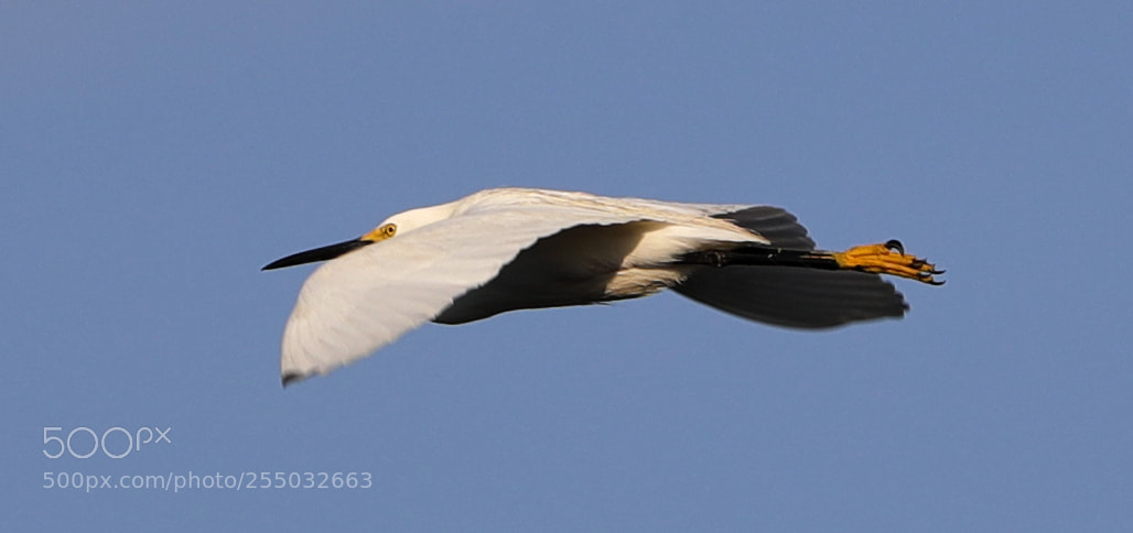 Canon EOS-1D X Mark II sample photo. 04-24-18-0014433.jpg photography