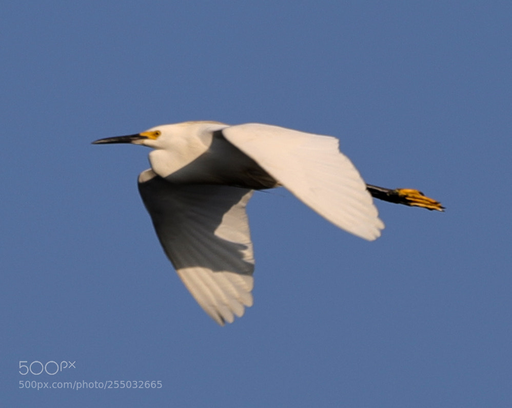 Canon EOS-1D X Mark II sample photo. 04-24-18-0014457.jpg photography
