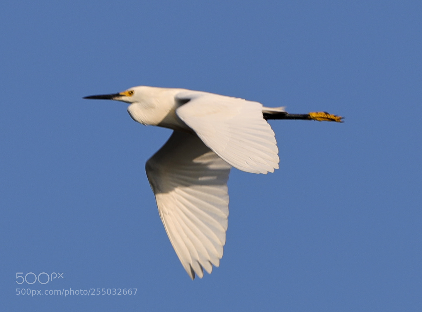 Canon EOS-1D X Mark II sample photo. 04-24-18-0014432.jpg photography