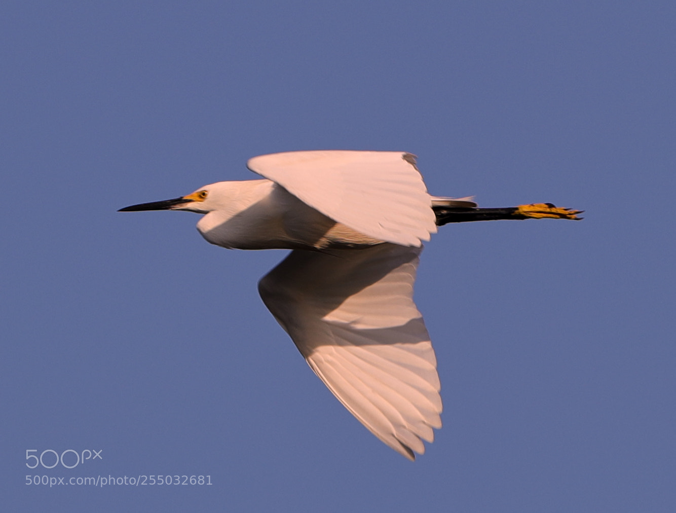 Canon EOS-1D X Mark II sample photo. 04-24-18-0014431.jpg photography