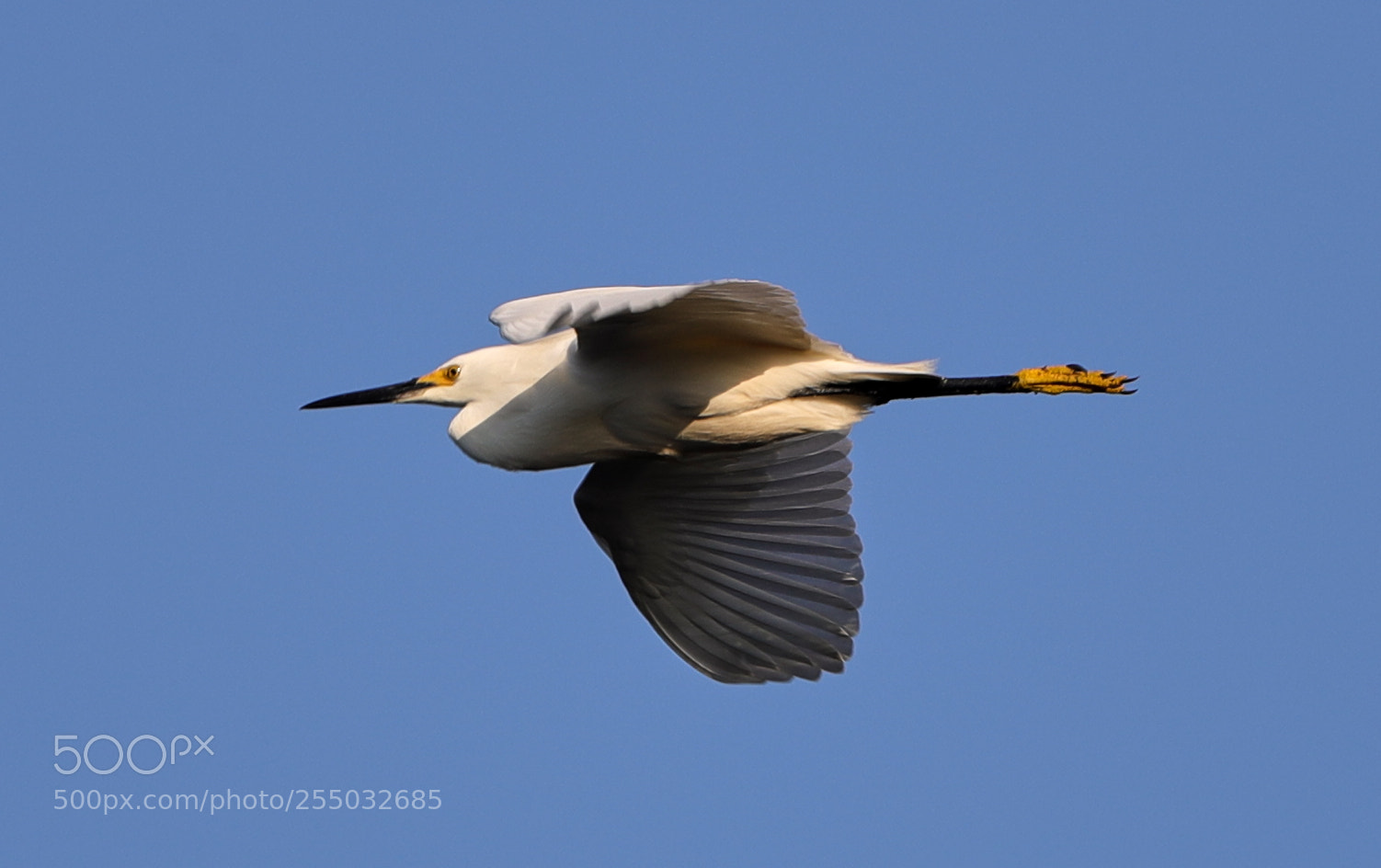 Canon EOS-1D X Mark II sample photo. 04-24-18-0014430.jpg photography