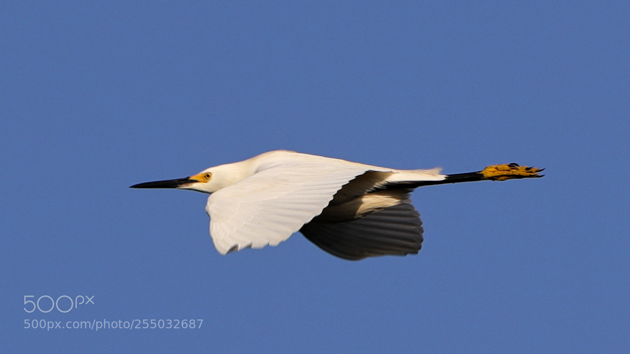 Canon EOS-1D X Mark II sample photo. 04-24-18-0014429.jpg photography