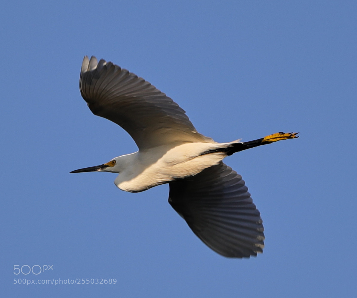 Canon EOS-1D X Mark II sample photo. 04-24-18-0014428.jpg photography