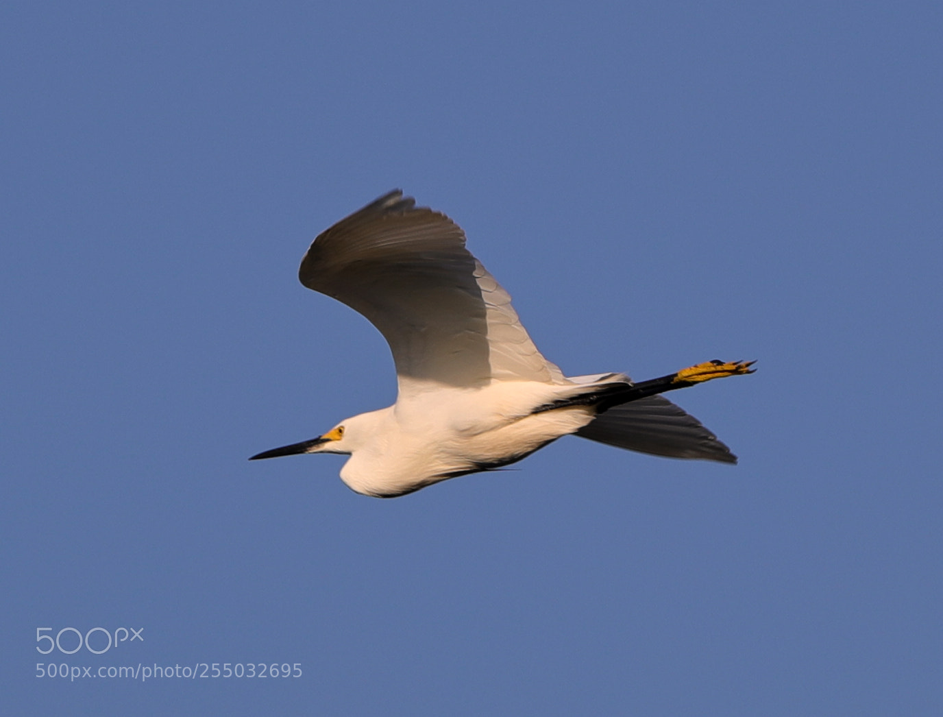Canon EOS-1D X Mark II sample photo. 04-24-18-0014427.jpg photography
