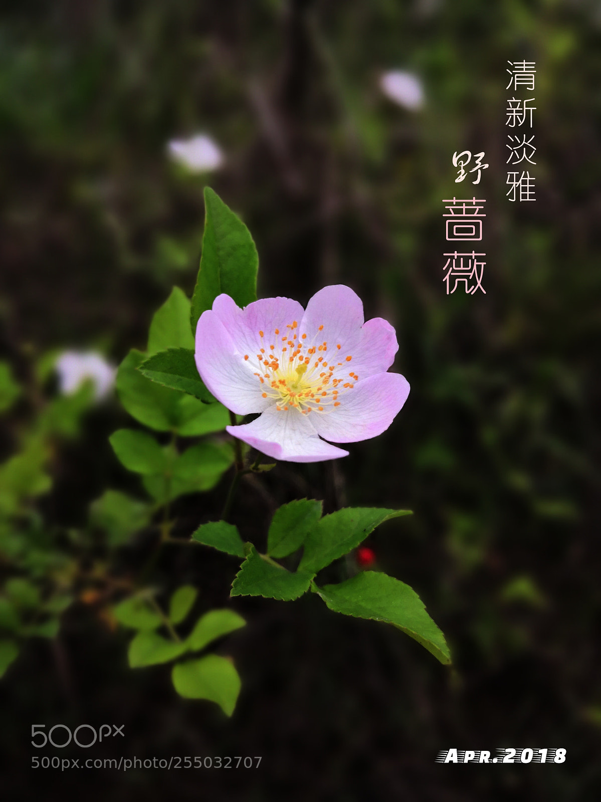 HUAWEI Mate 10 sample photo. Untitled photography