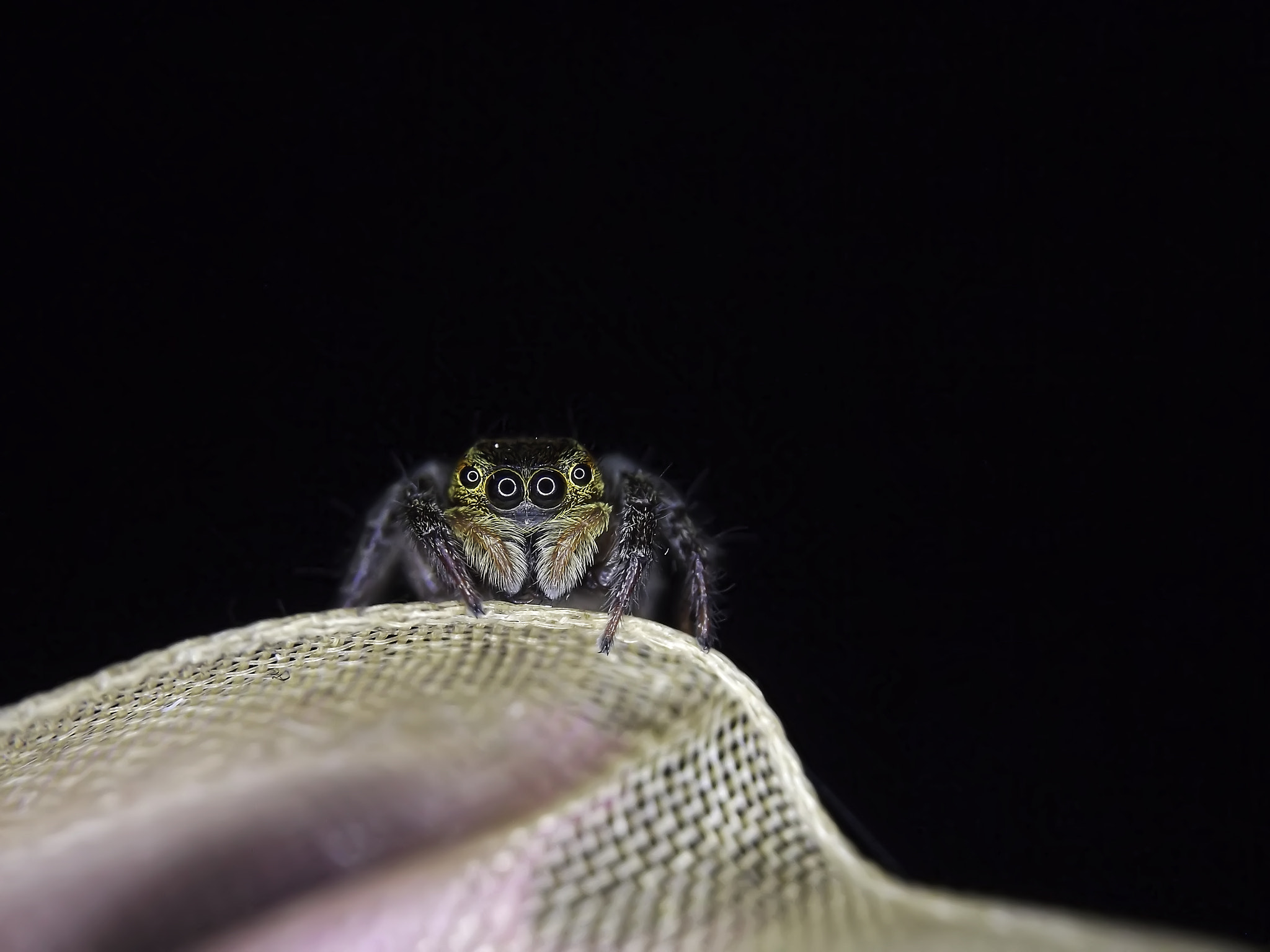 Fujifilm FinePix S4800 sample photo. Jumping spider photography