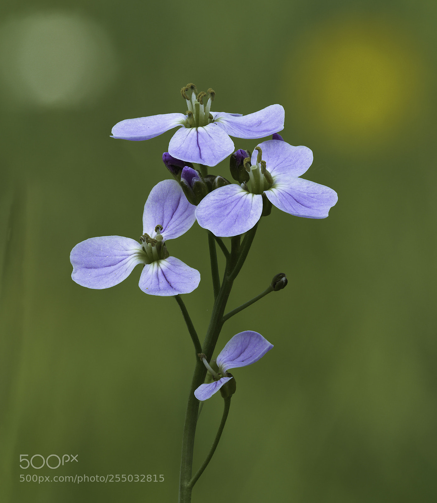 Olympus OM-D E-M1 Mark II sample photo. Delicate violet photography