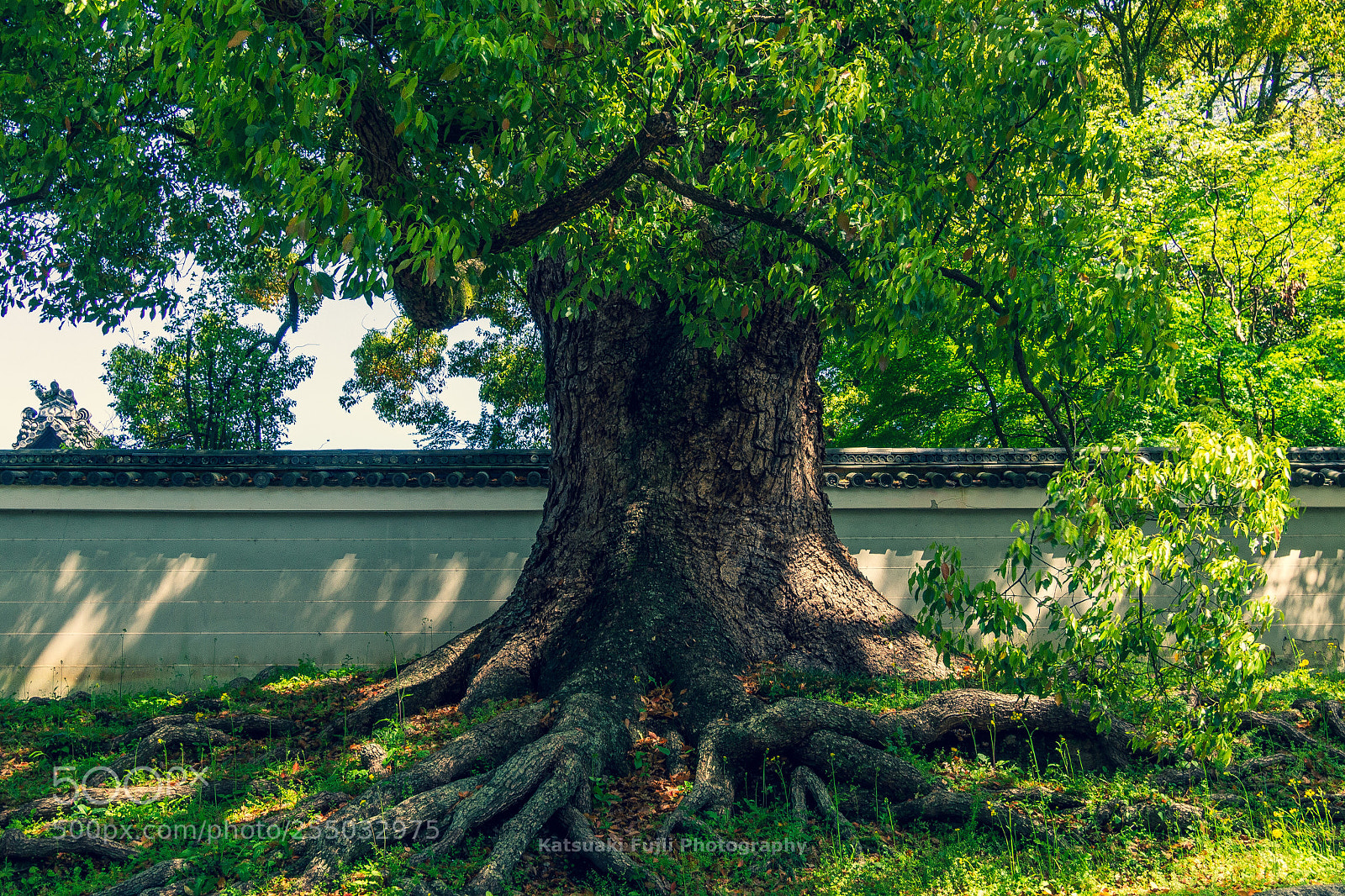 Olympus OM-D E-M10 sample photo. Under the spreading tree photography
