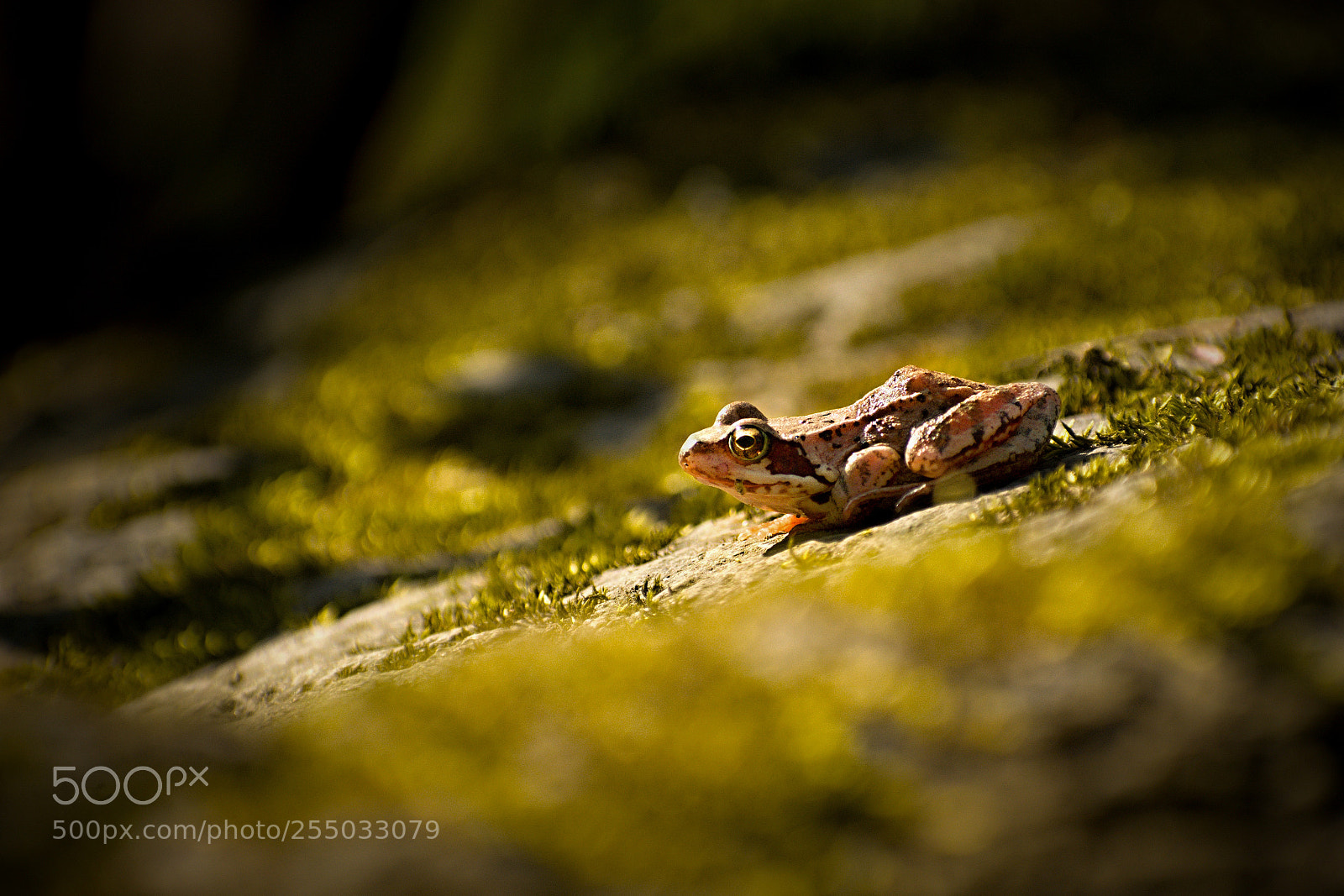 Nikon D7100 sample photo. Eurasian frog photography