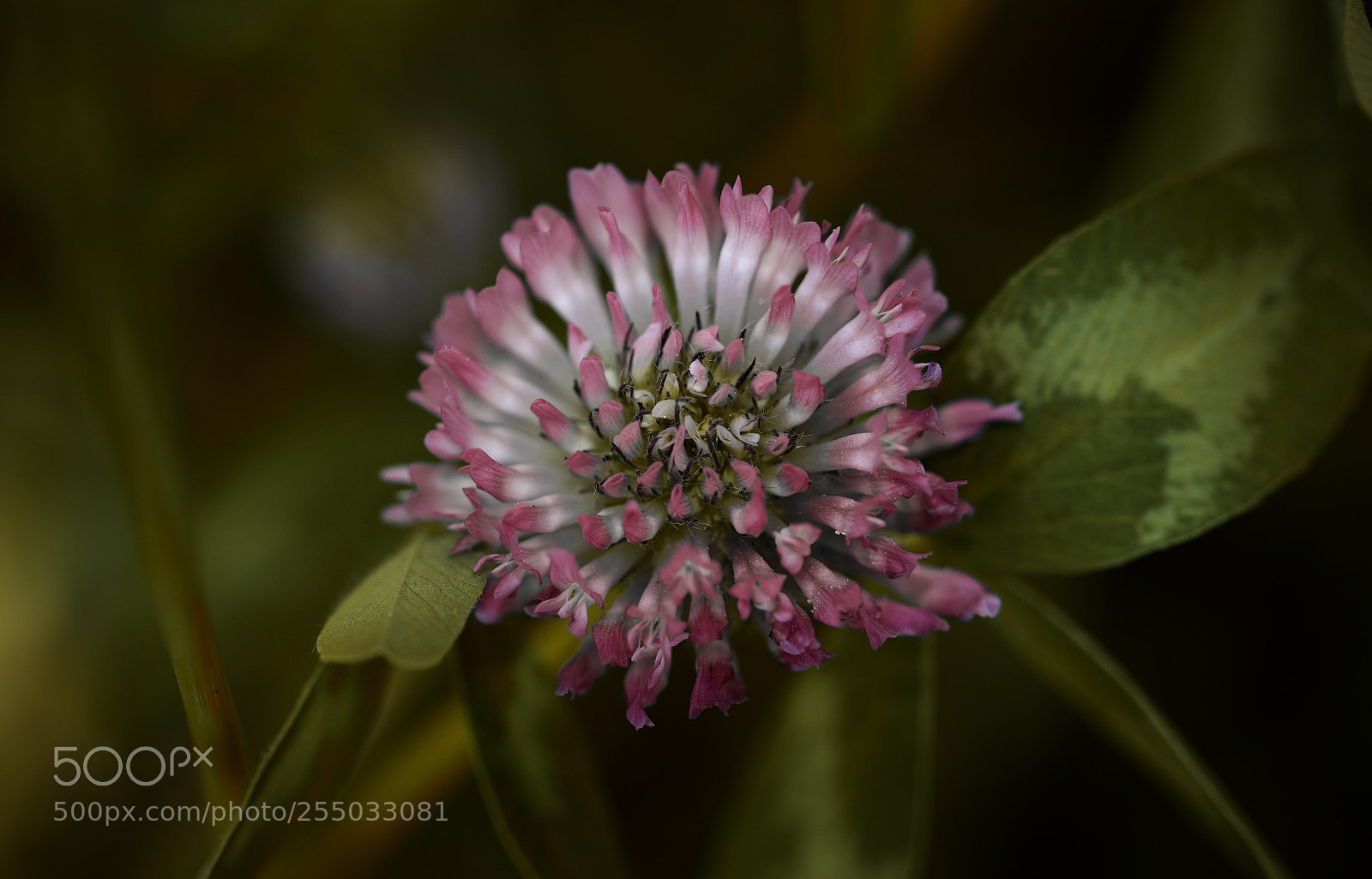 Canon EOS 7D Mark II sample photo. Power flower photography