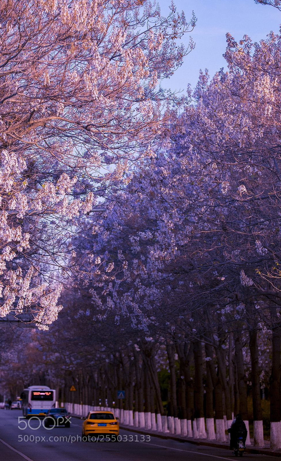 Canon EOS-1D X Mark II sample photo. Flower photography