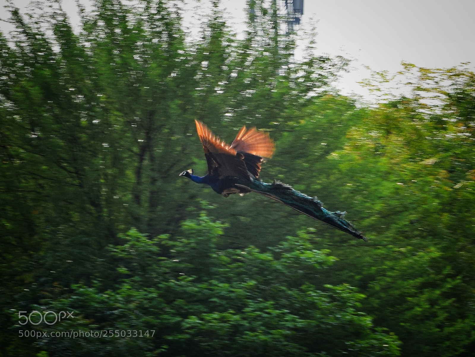 Nikon D3300 sample photo. Peacock on flight photography