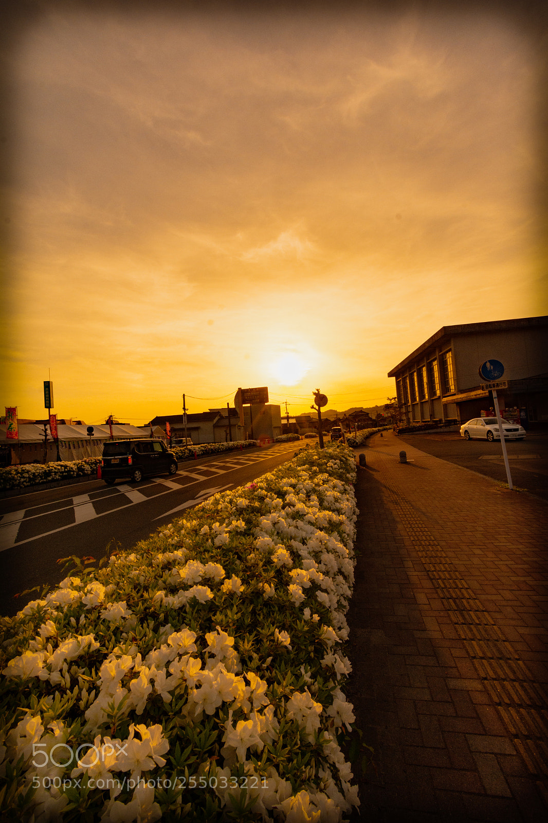 Nikon D7100 sample photo. Roadside flowers in sunset photography