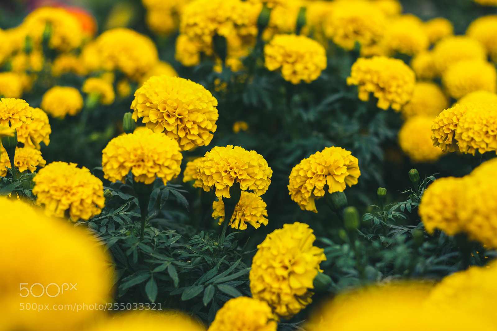 Canon EOS 70D sample photo. Floral funk  photography