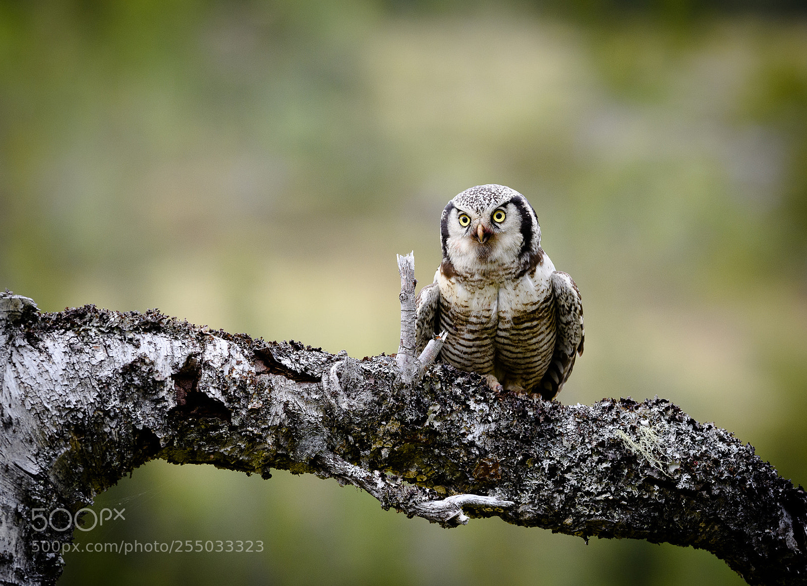 Nikon D5 sample photo. Hawk owl photography