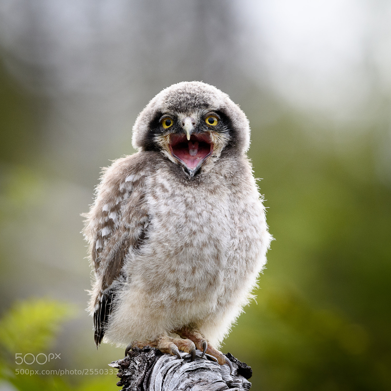 Nikon D5 sample photo. Hawk owl photography