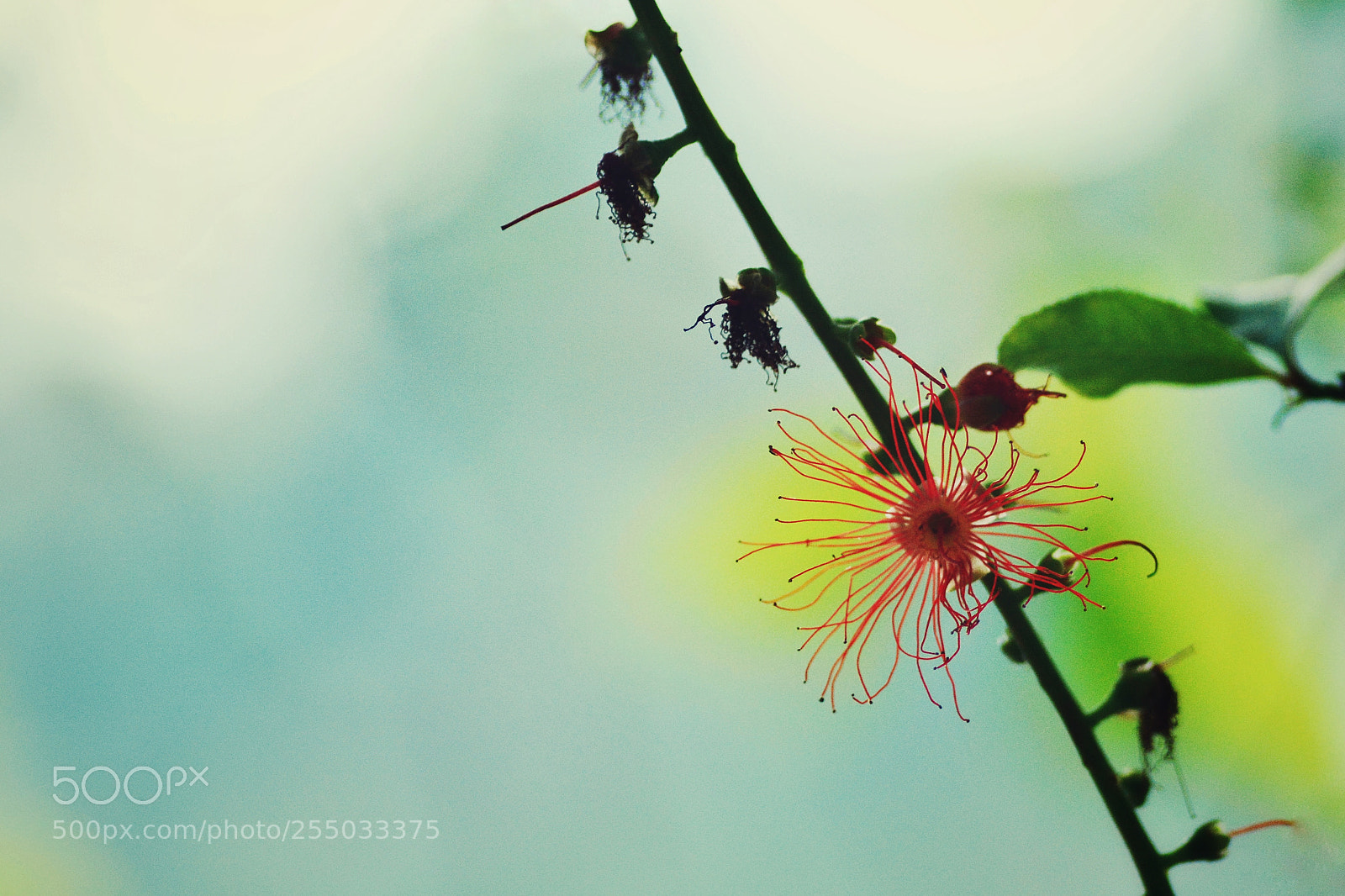 Nikon D7100 sample photo. Untitled photography