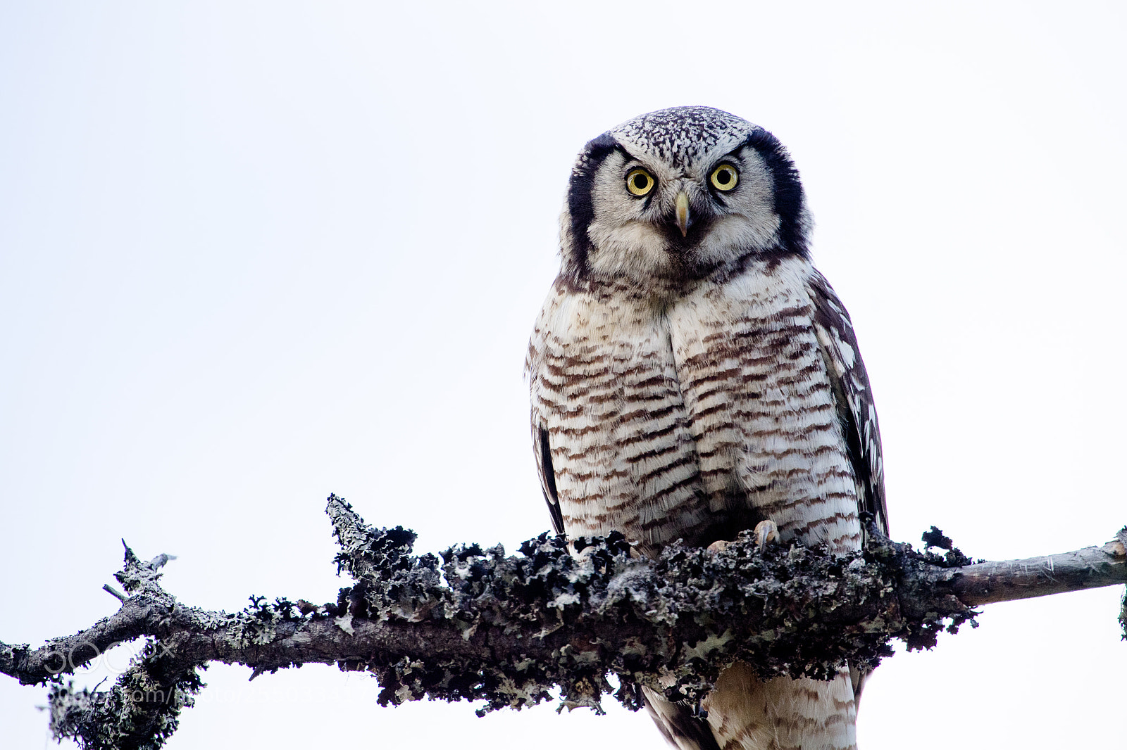 Nikon D5 sample photo. Hawk owl photography