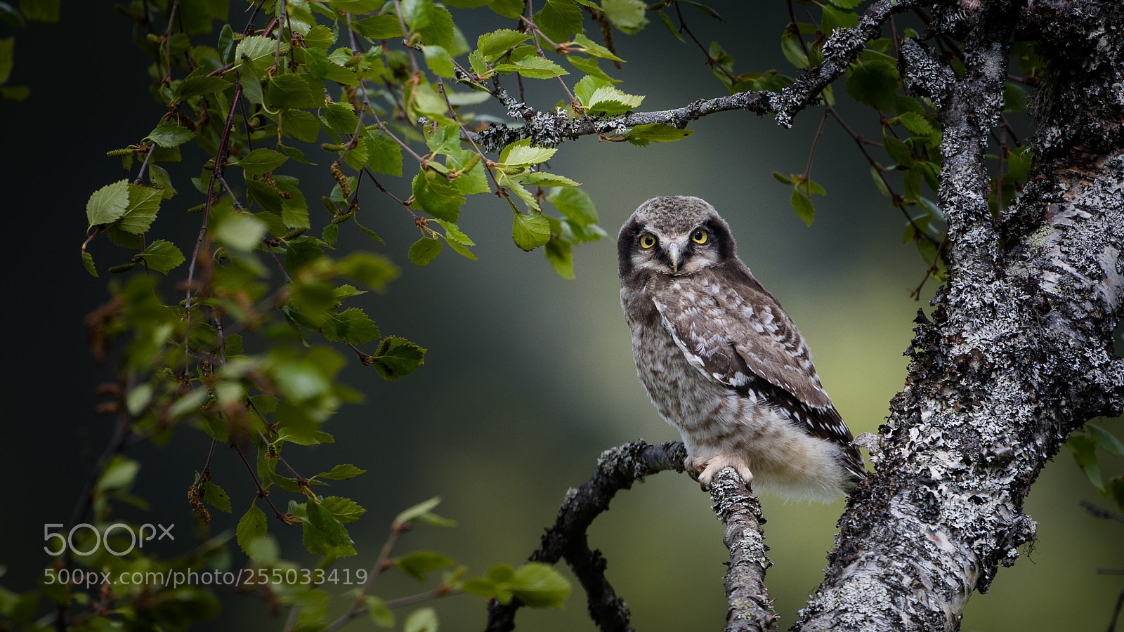Nikon D5 sample photo. Hawk owl photography