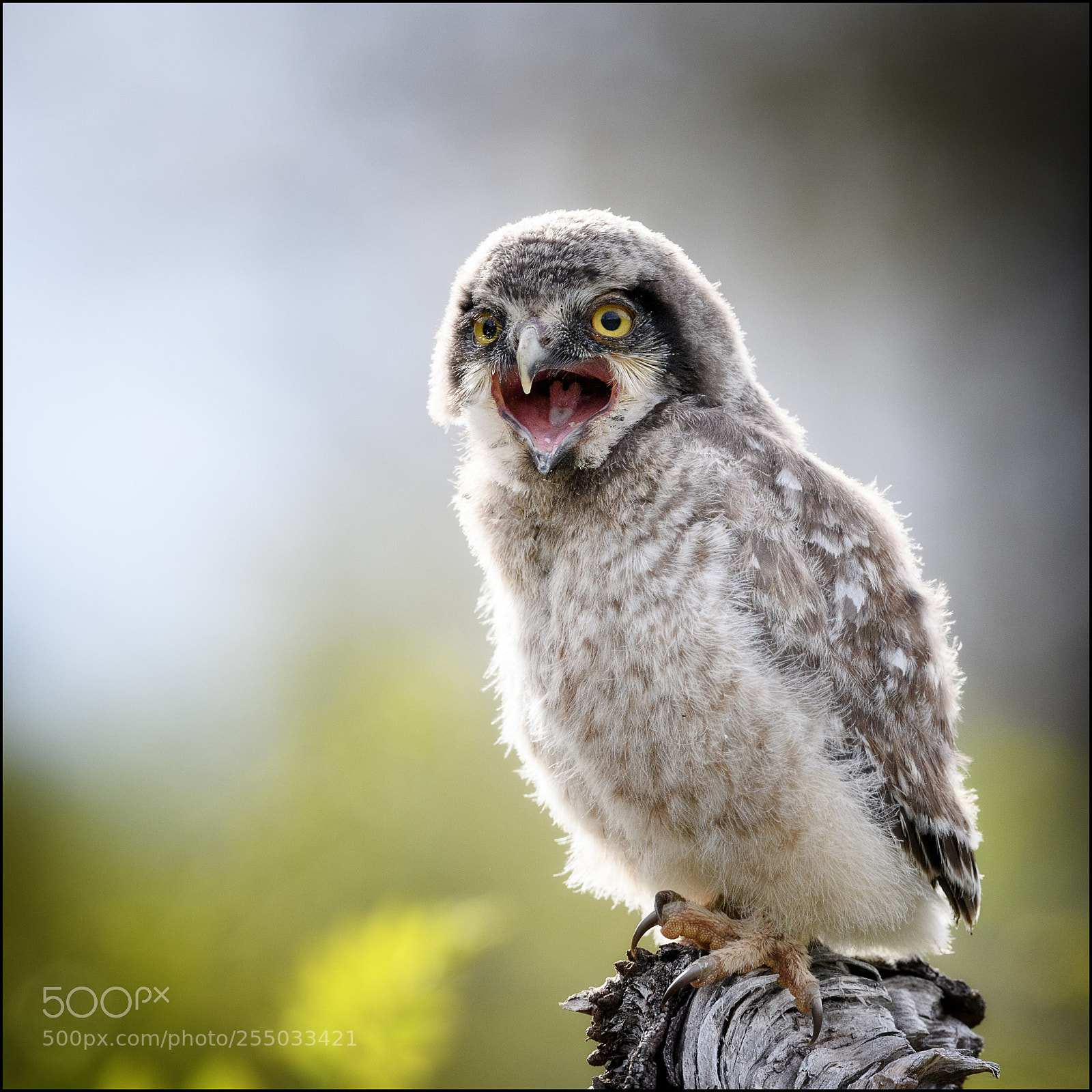 Nikon D5 sample photo. Hawk owl photography