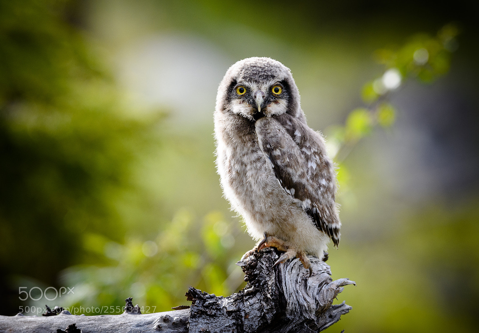 Nikon D5 sample photo. Hawk owl photography