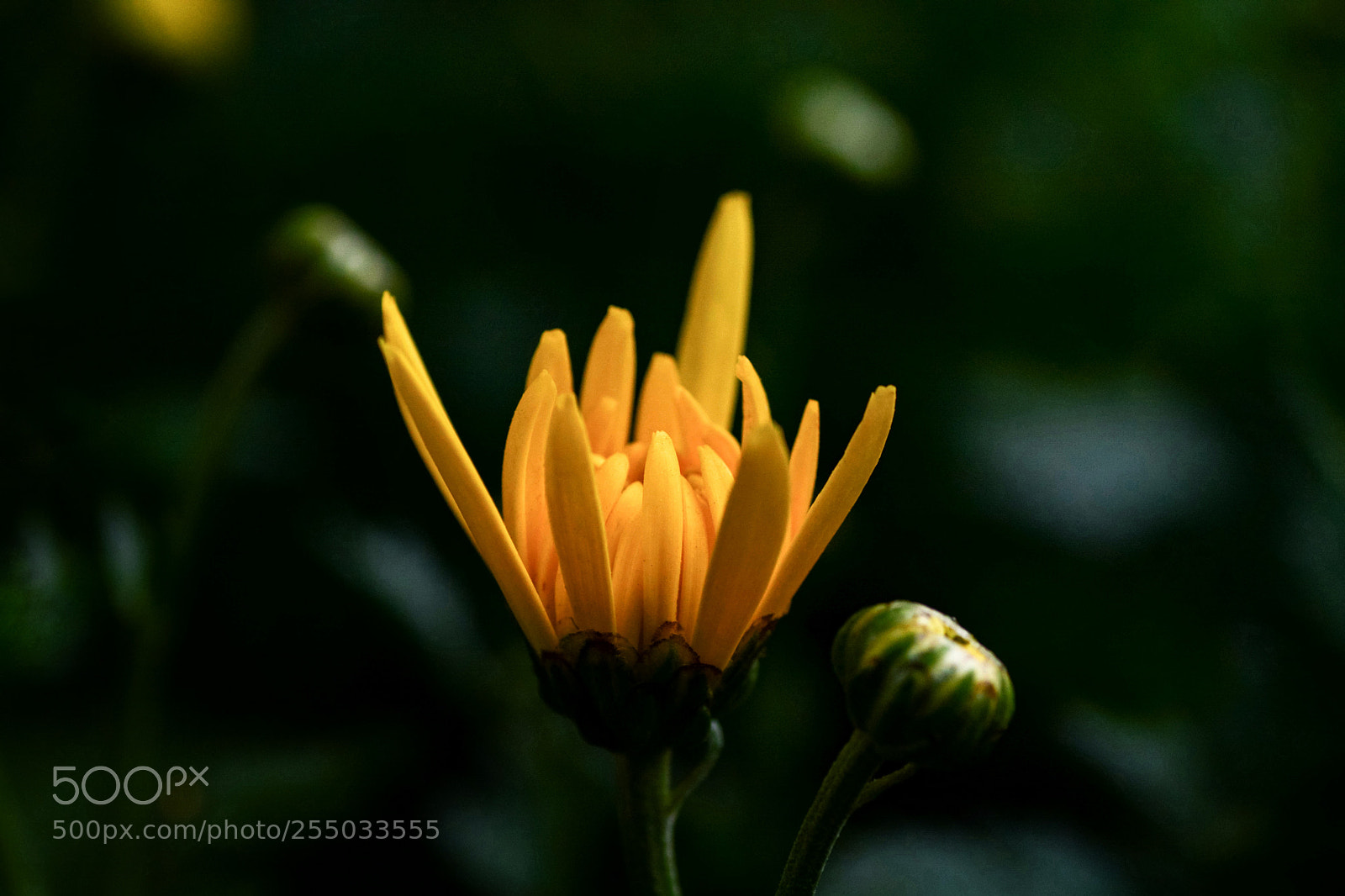 Nikon D7100 sample photo. Untitled photography