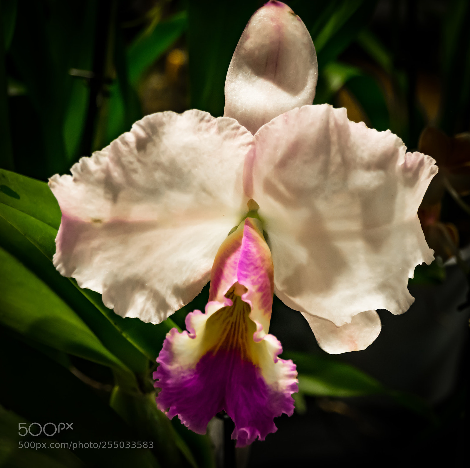 Nikon D3300 sample photo. Orchidaceae photography