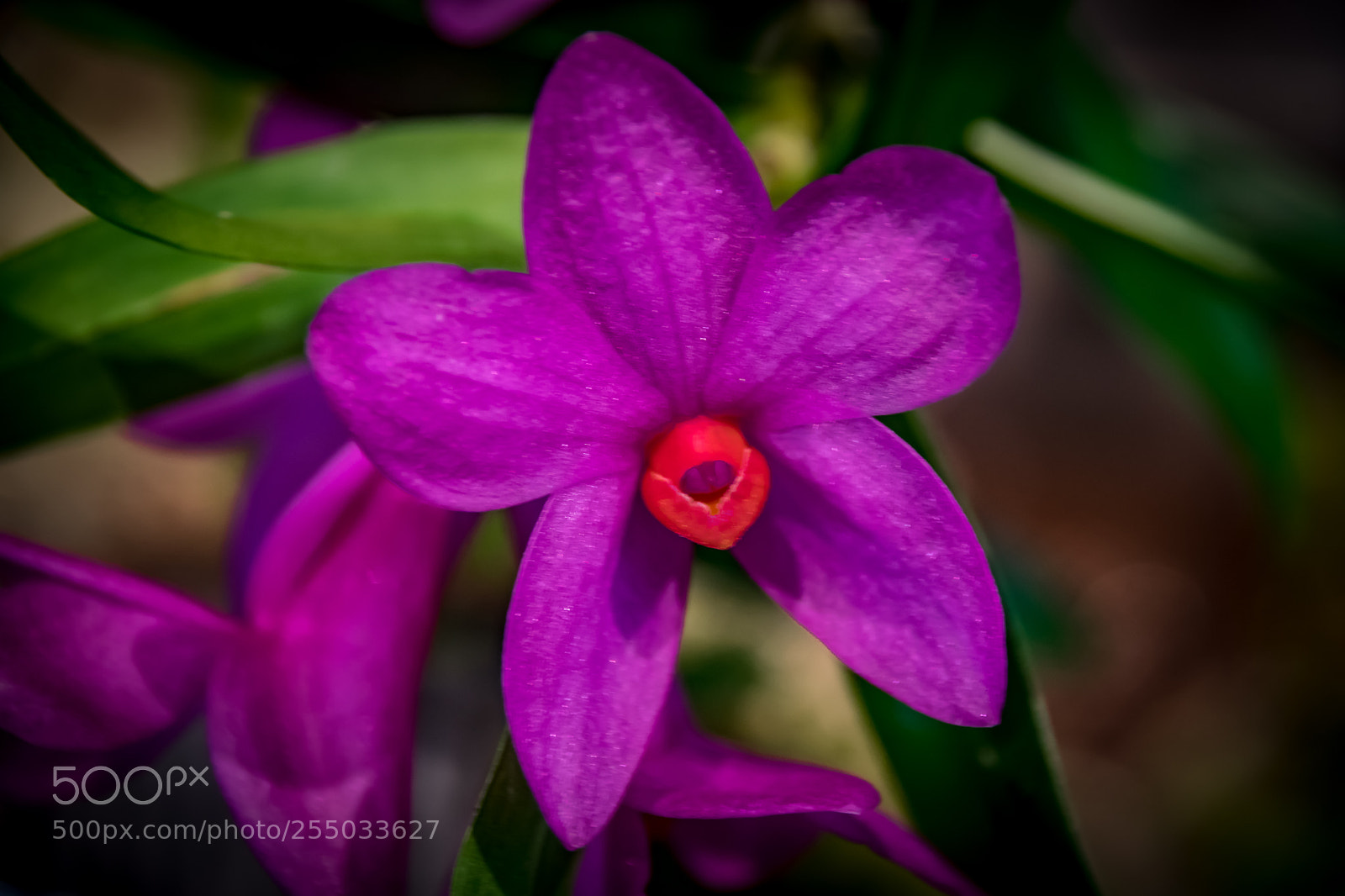 Nikon D3300 sample photo. Orchidaceae photography