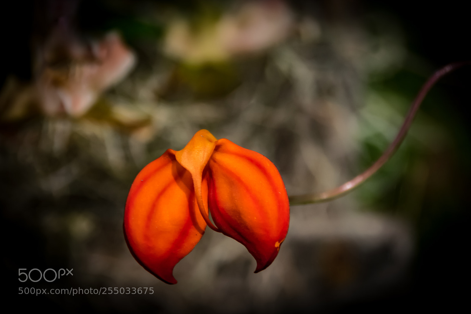 Nikon D3300 sample photo. Orchidaceae photography