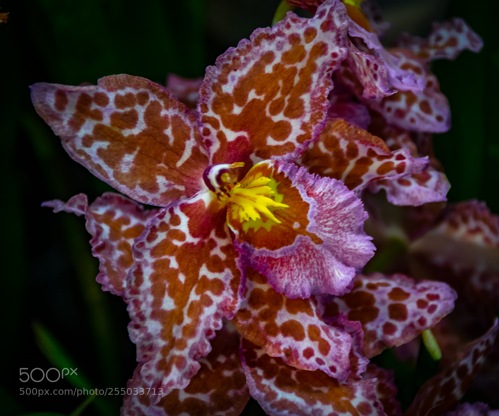 Nikon D3300 sample photo. Orchidaceae photography