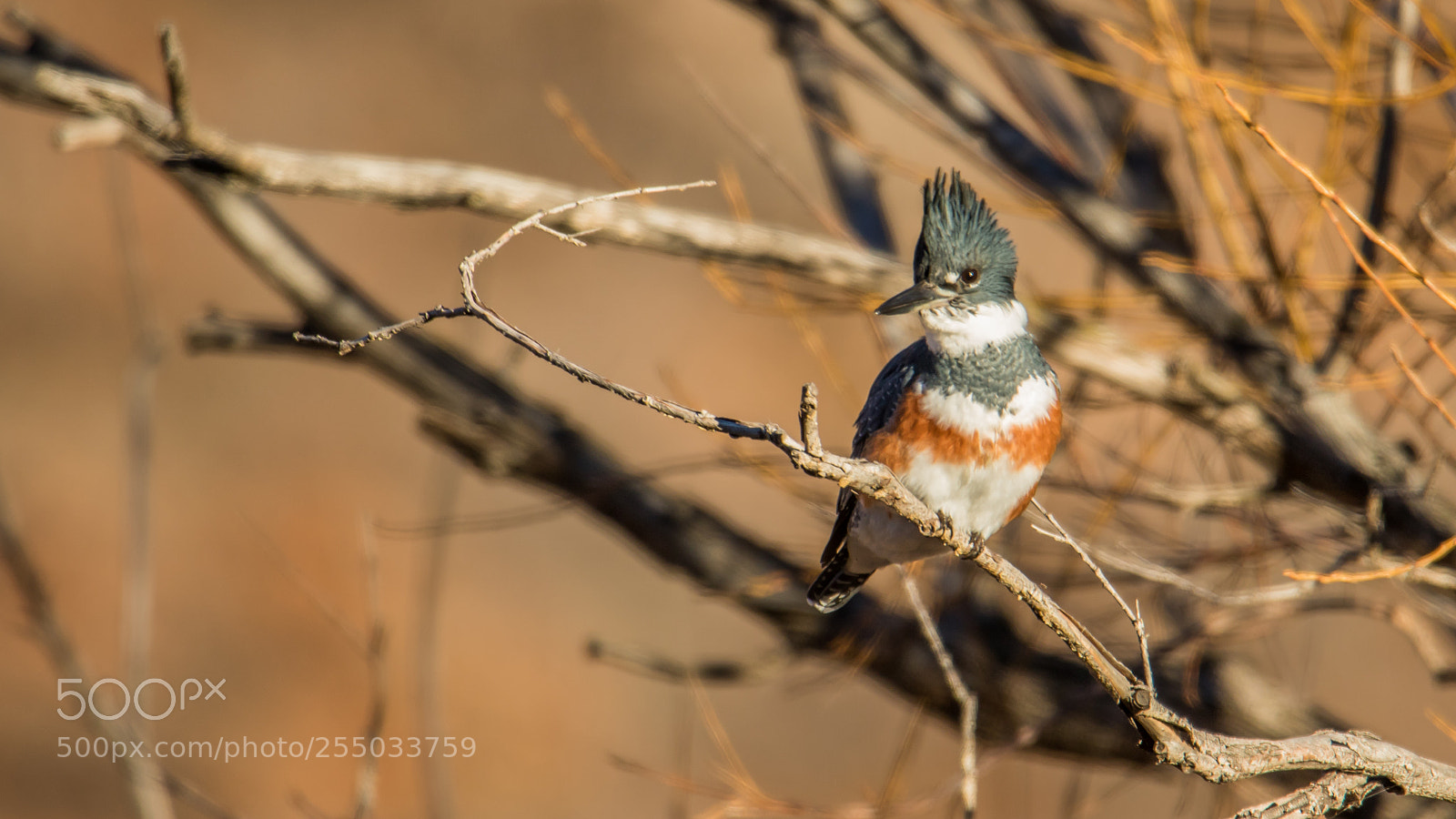 Canon EOS 7D Mark II sample photo. Belted kingfisher hanging out photography