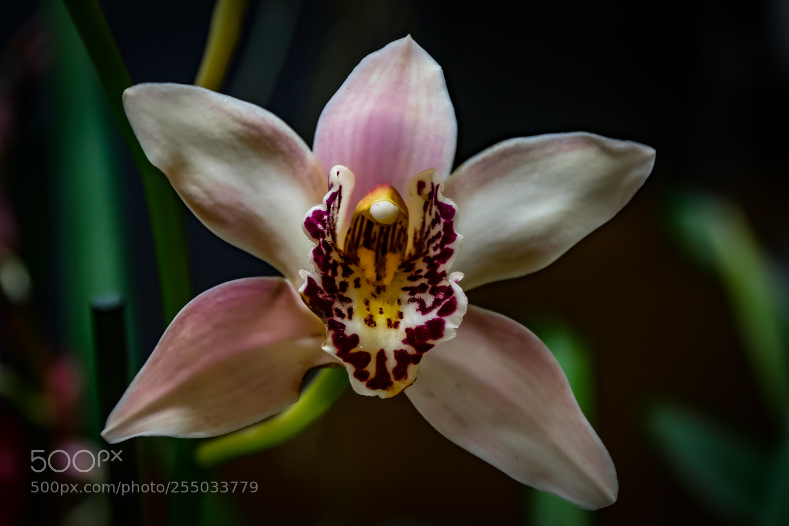 Nikon D3300 sample photo. Orchidaceae photography