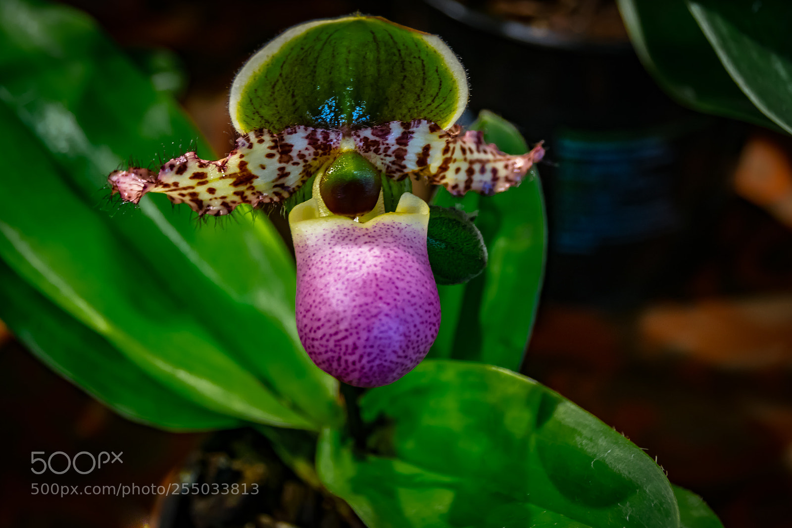 Nikon D3300 sample photo. Orchidaceae photography