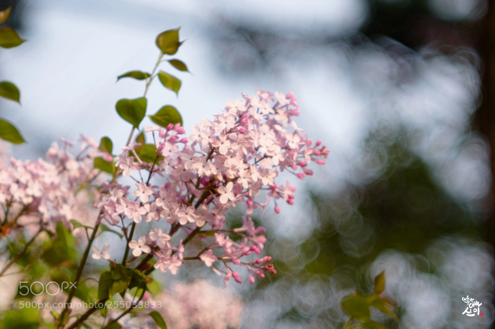 Fujifilm X-T2 sample photo. Lilac photography
