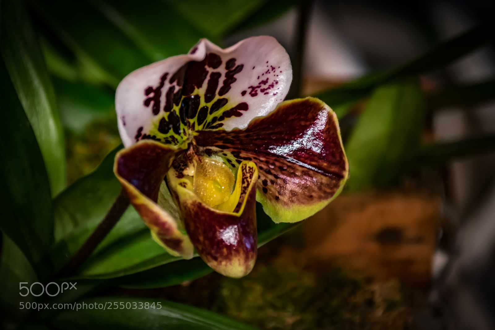 Nikon D3300 sample photo. Orchidaceae photography