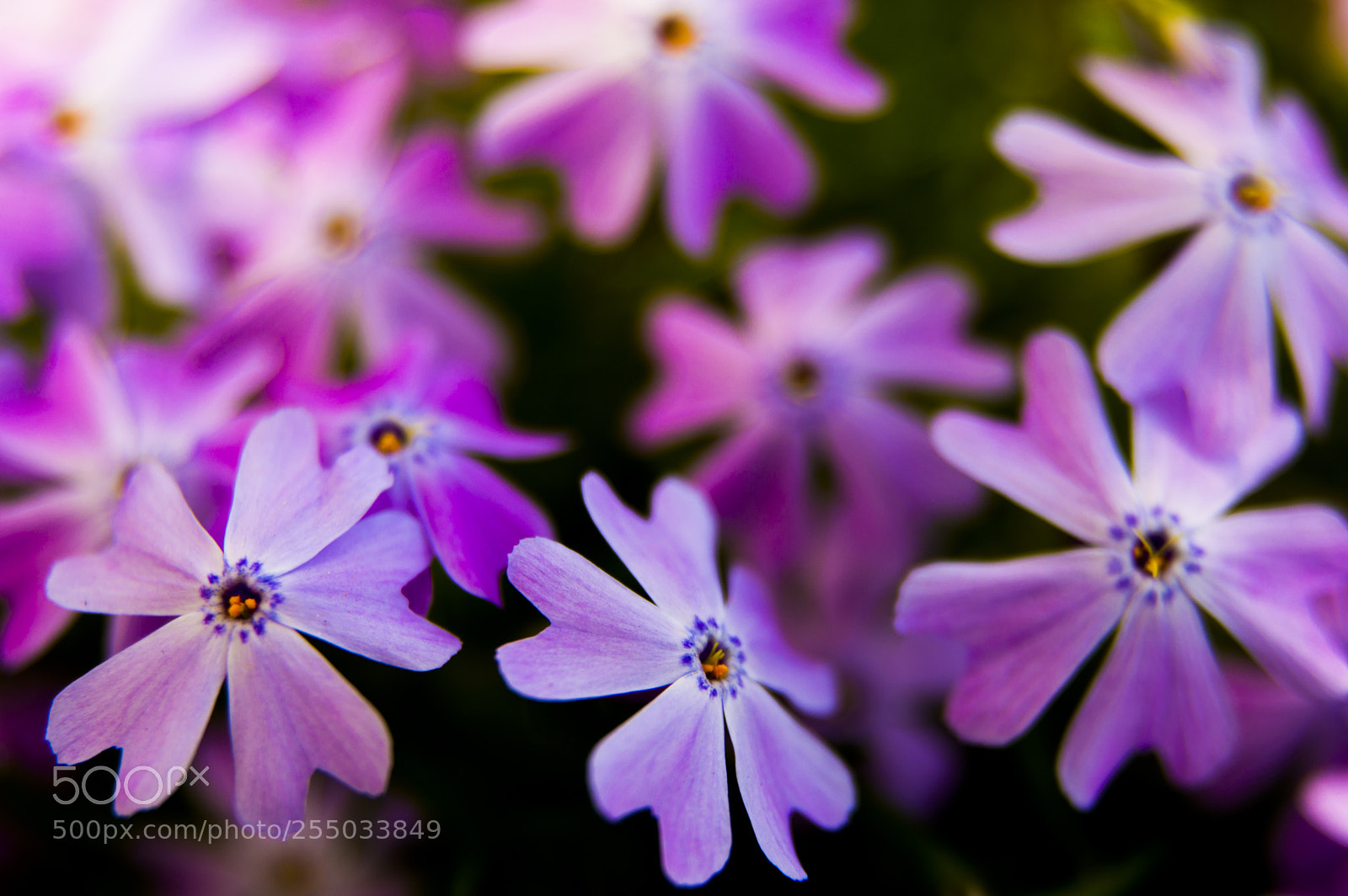 Nikon D3200 sample photo. Phlox subulata photography