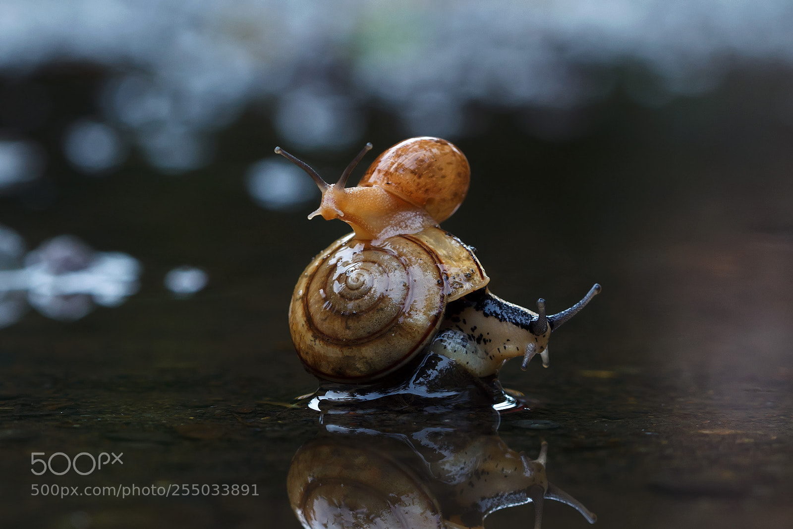 Canon EOS 7D sample photo. Snail photography
