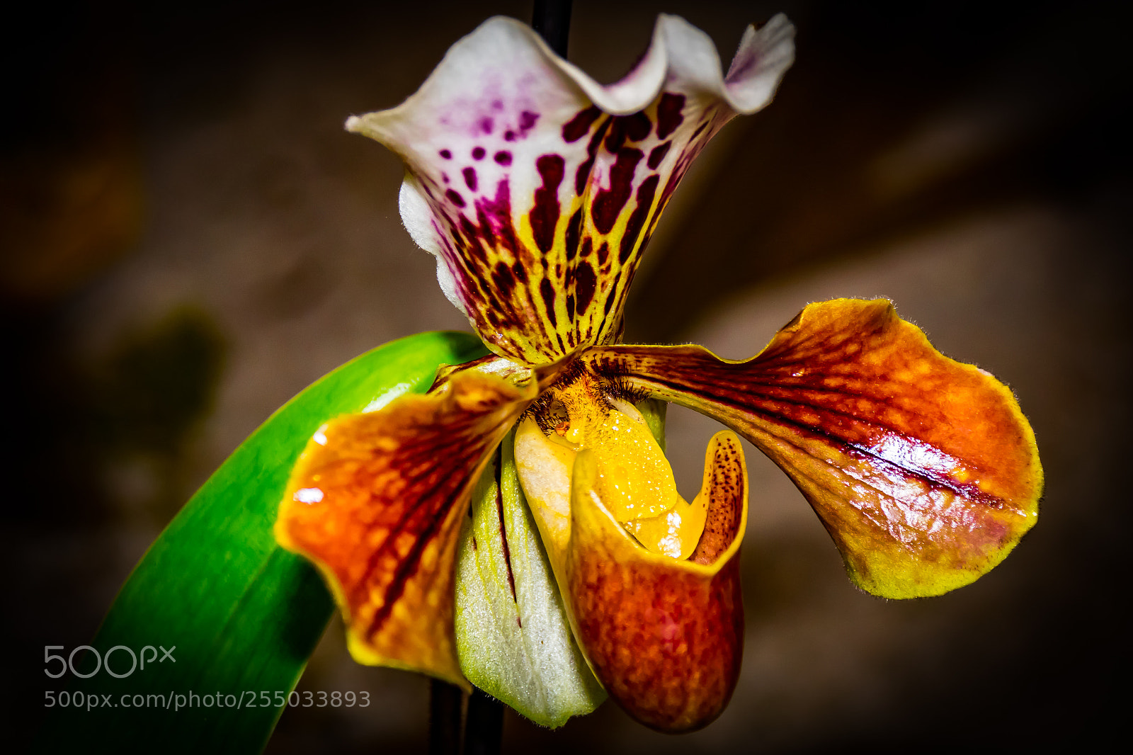 Nikon D3300 sample photo. Orchidaceae photography