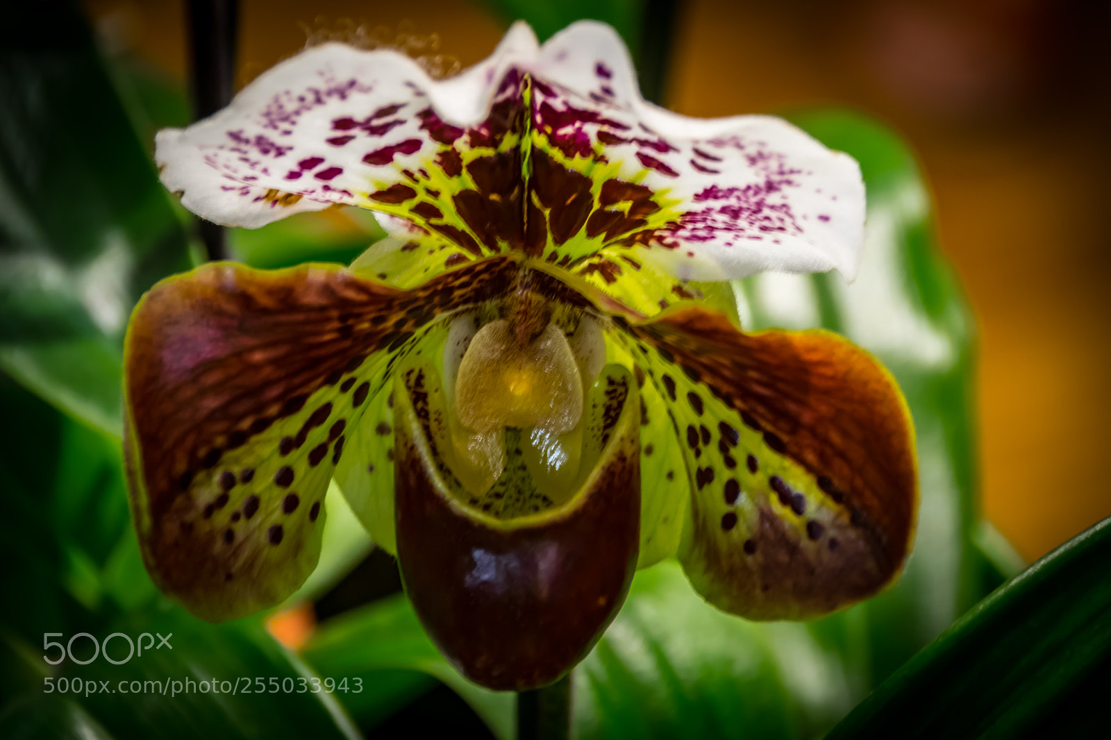 Nikon D3300 sample photo. Orchidaceae photography