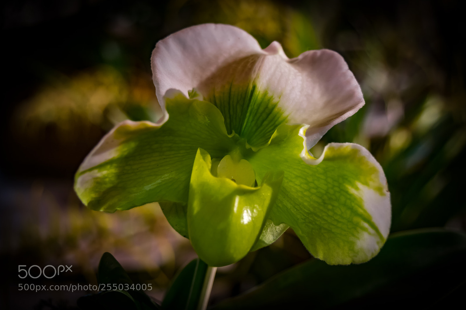 Nikon D3300 sample photo. Orchidaceae photography