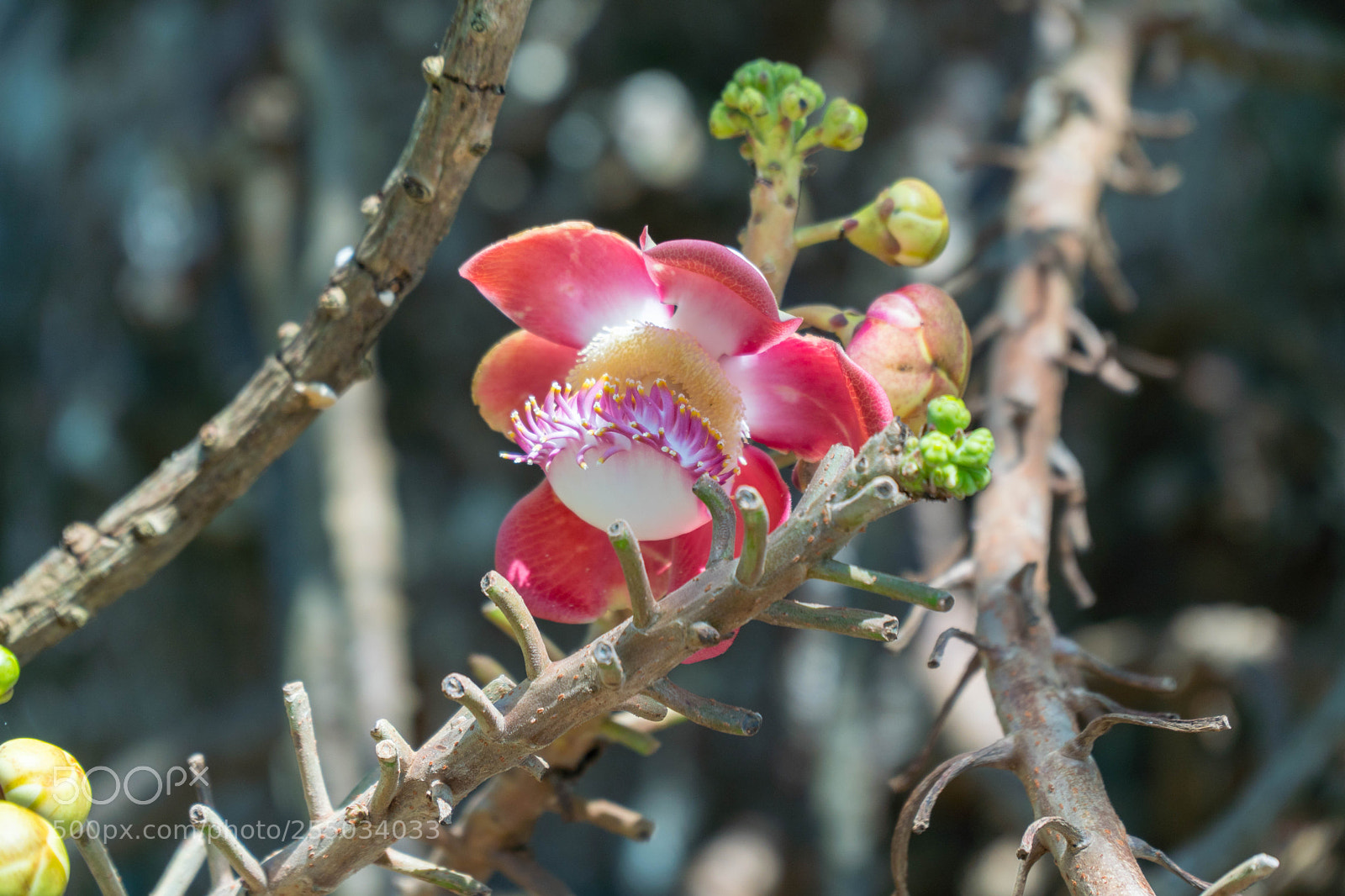 Sony a6500 sample photo. A photography