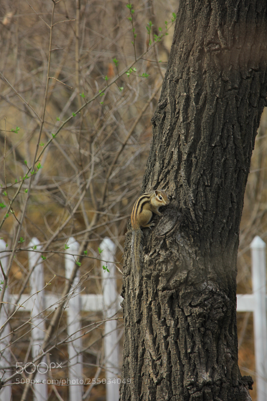 Canon EOS 550D (EOS Rebel T2i / EOS Kiss X4) sample photo. Img photography