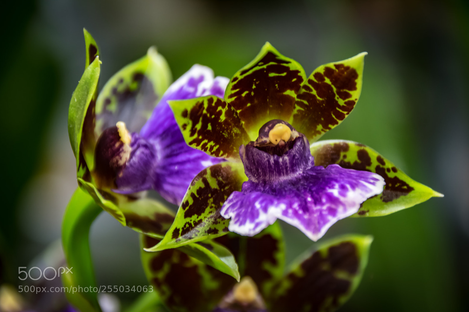 Nikon D3300 sample photo. Orchidaceae photography