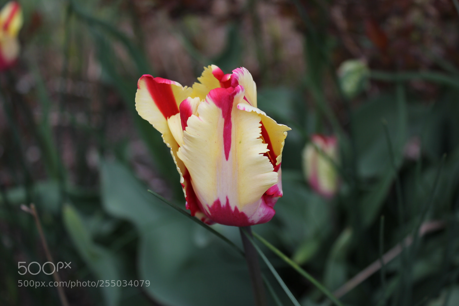 Canon EOS 550D (EOS Rebel T2i / EOS Kiss X4) sample photo. Tulips edward's gardens, toronto photography
