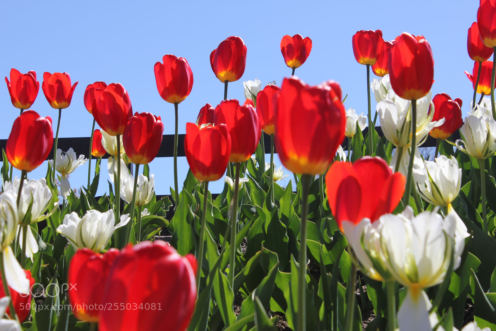 Canon EOS 550D (EOS Rebel T2i / EOS Kiss X4) sample photo. Tulips edward's gardens, toronto photography