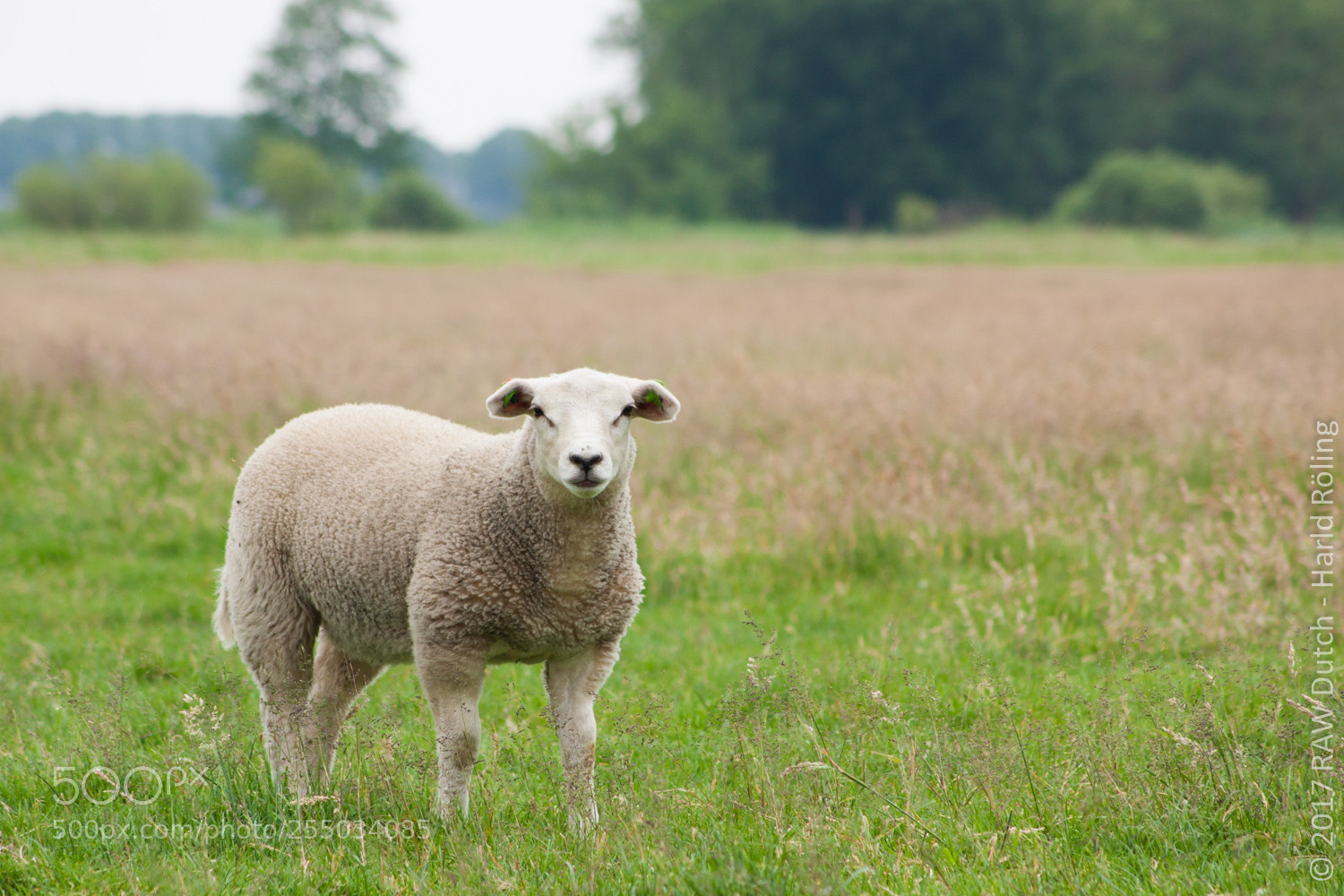 Canon EOS 50D sample photo. Sheep photography