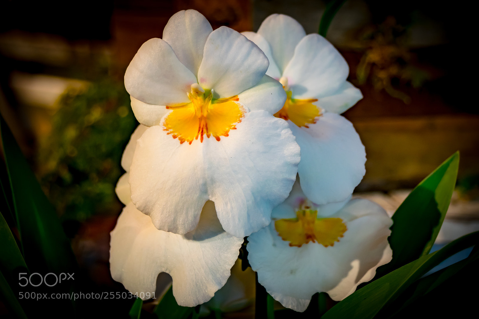 Nikon D3300 sample photo. Orchidaceae photography