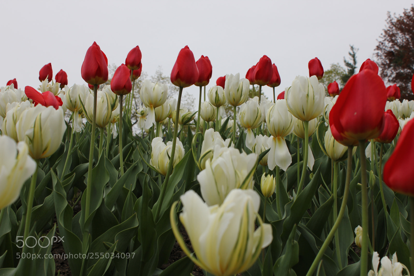 Canon EOS 550D (EOS Rebel T2i / EOS Kiss X4) sample photo. Tulips edward's gardens, toronto photography
