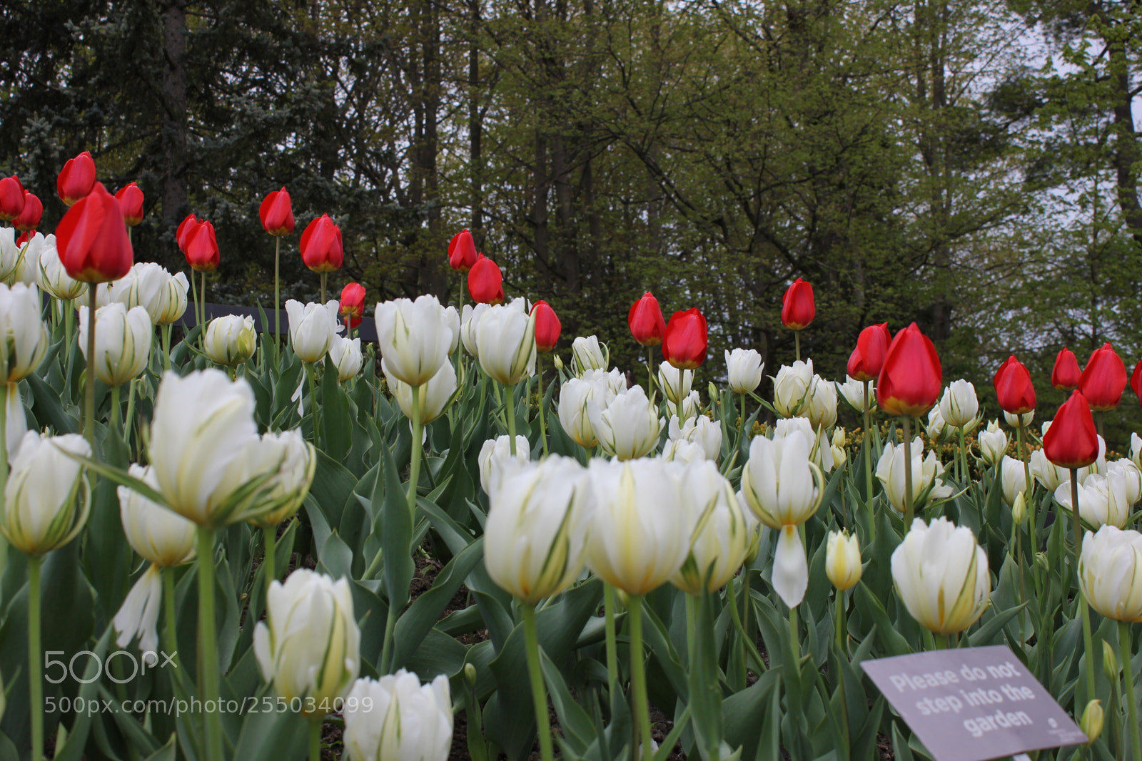 Canon EOS 550D (EOS Rebel T2i / EOS Kiss X4) sample photo. Tulips edward's gardens, toronto photography