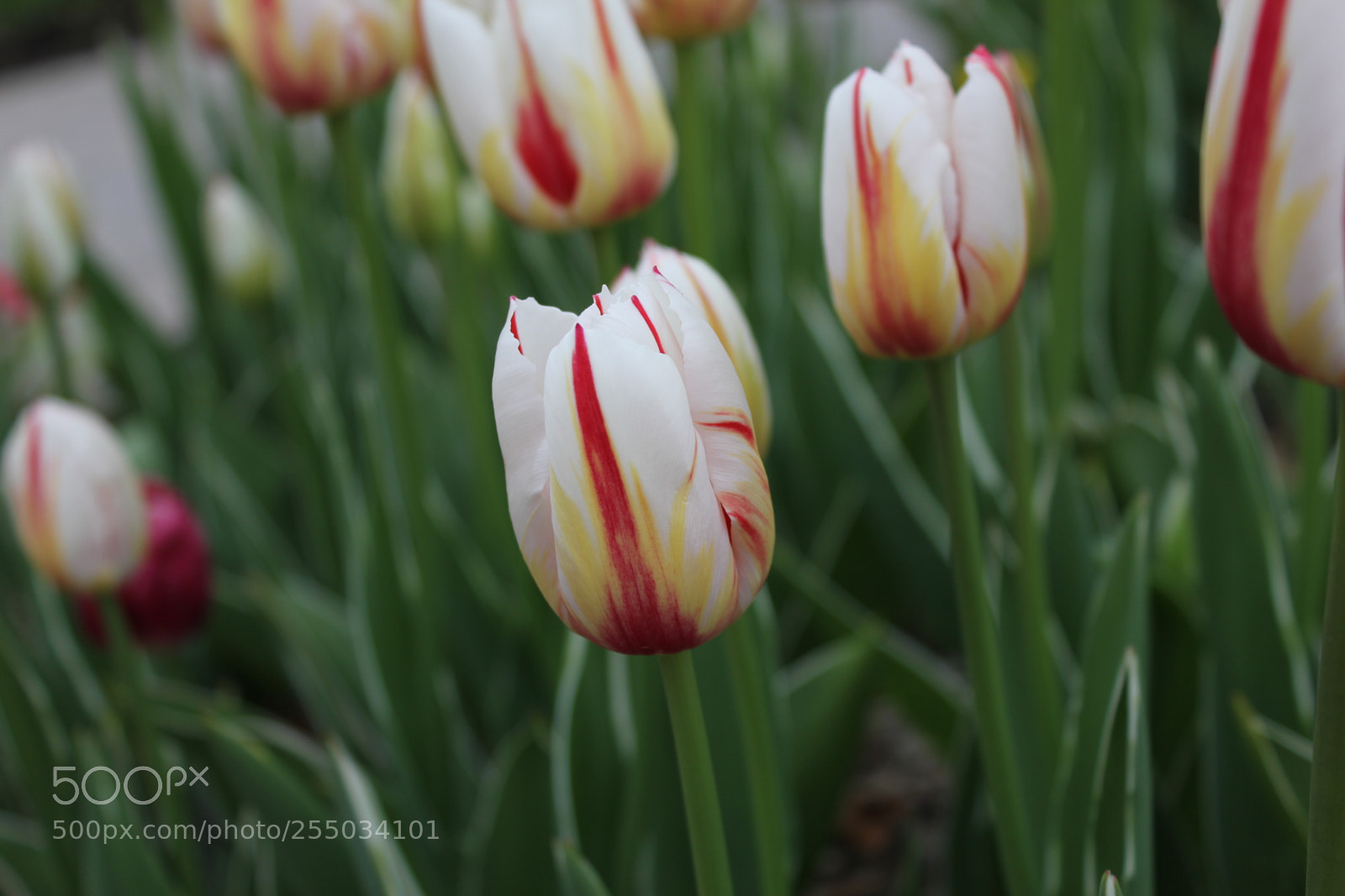 Canon EOS 550D (EOS Rebel T2i / EOS Kiss X4) sample photo. Tulips edward's gardens, toronto photography